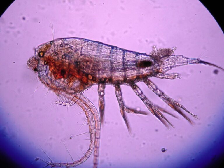 Eudiaptomus vulgaris