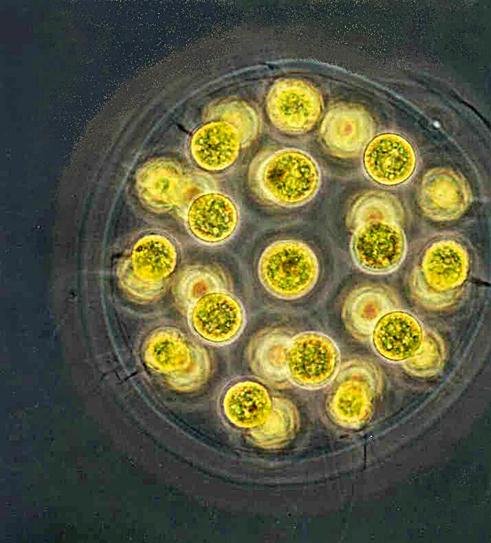 Eudorina elegans