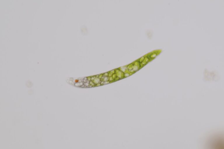 Euglena deses