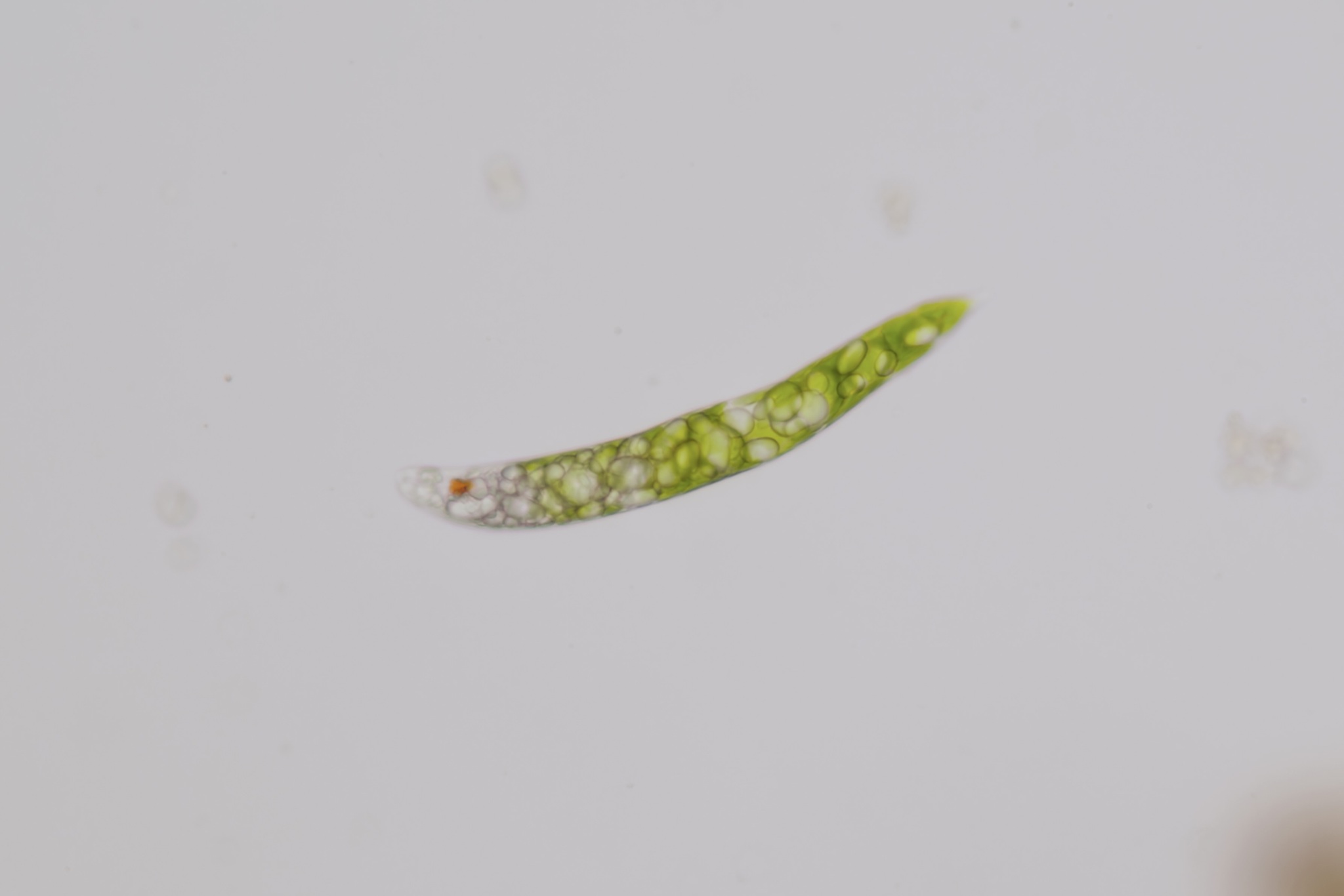 Euglena deses