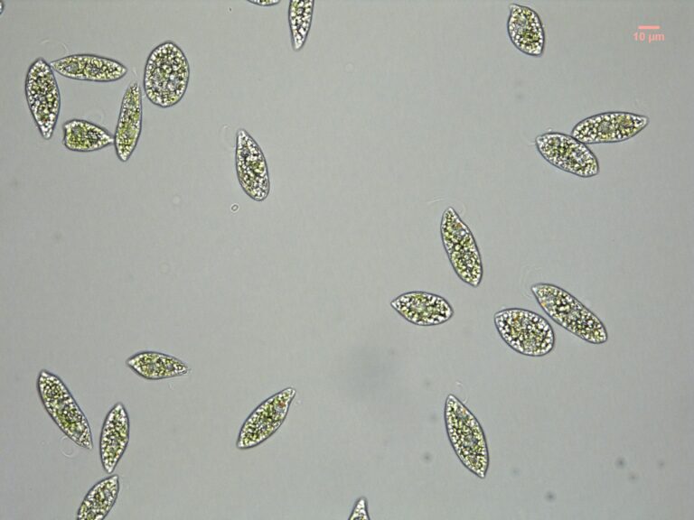 Euglena gracilis Euglena gracilis