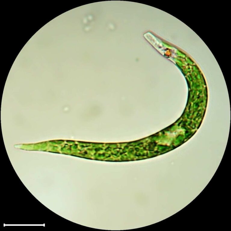 Euglena mutabilis Euglena mutabilis
