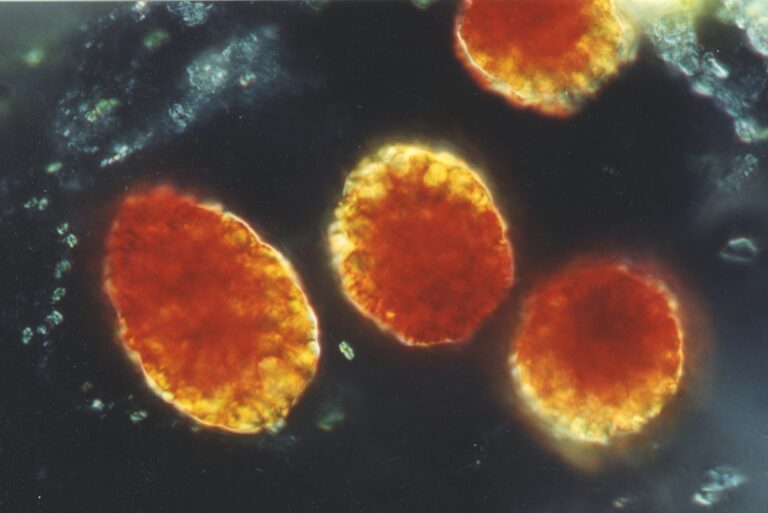 Euglena sanguinea Euglena sanguinea