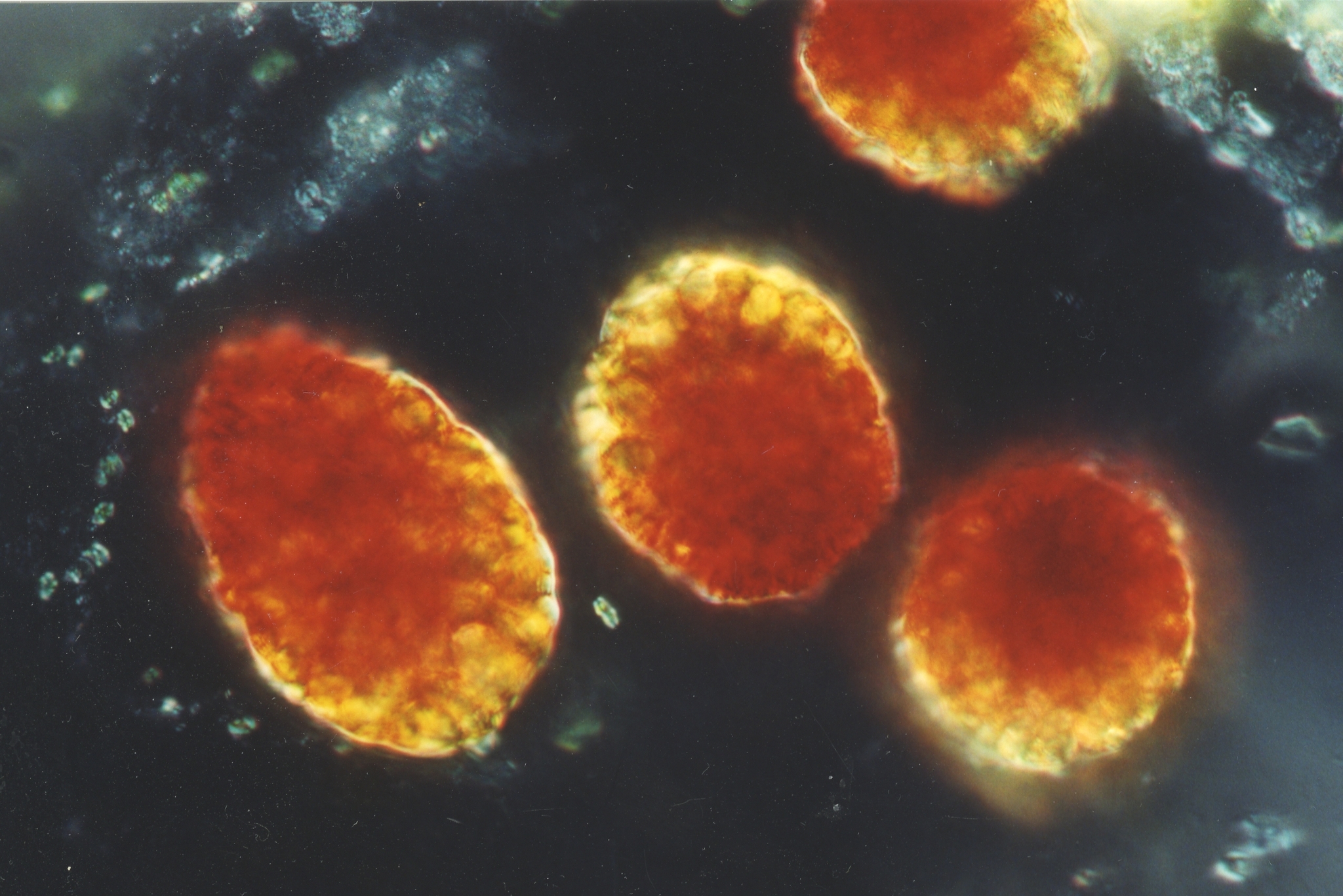 Euglena sanguinea