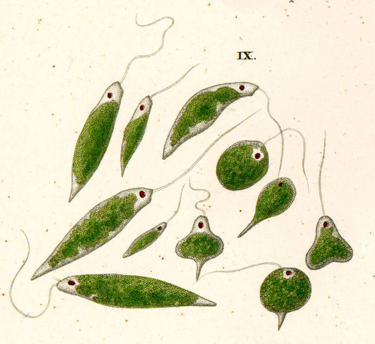 Euglena viridis Euglena viridis