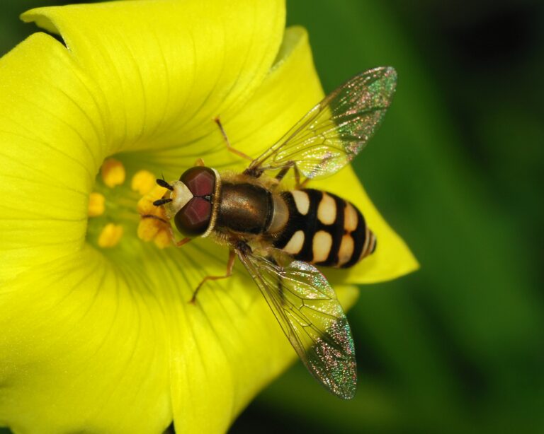 Eupeodes corollae (Eupeodes corollae)