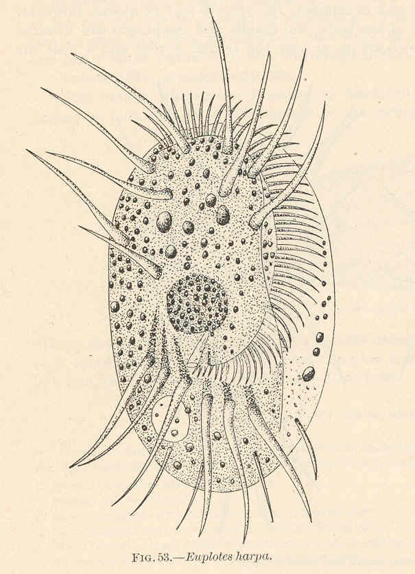Euplotes harpa