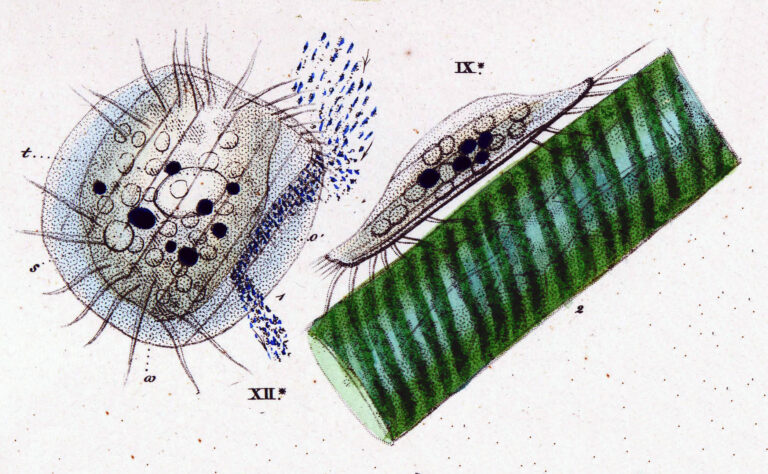 Euplotes patella Euplotes patella