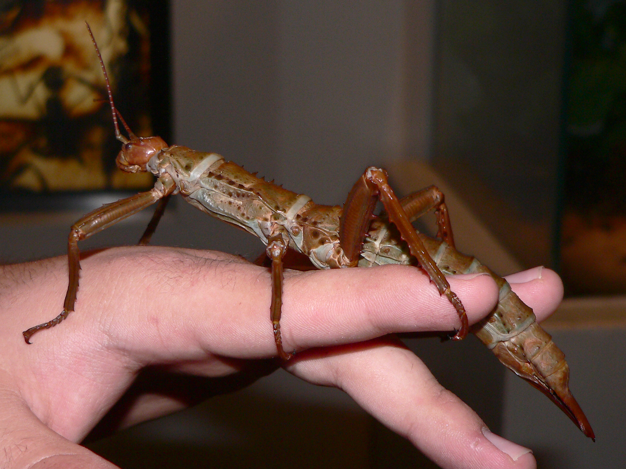 Eurycantha calcarata (Eurycantha calcarata)