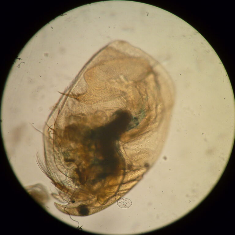 Eurycercus lamellatus