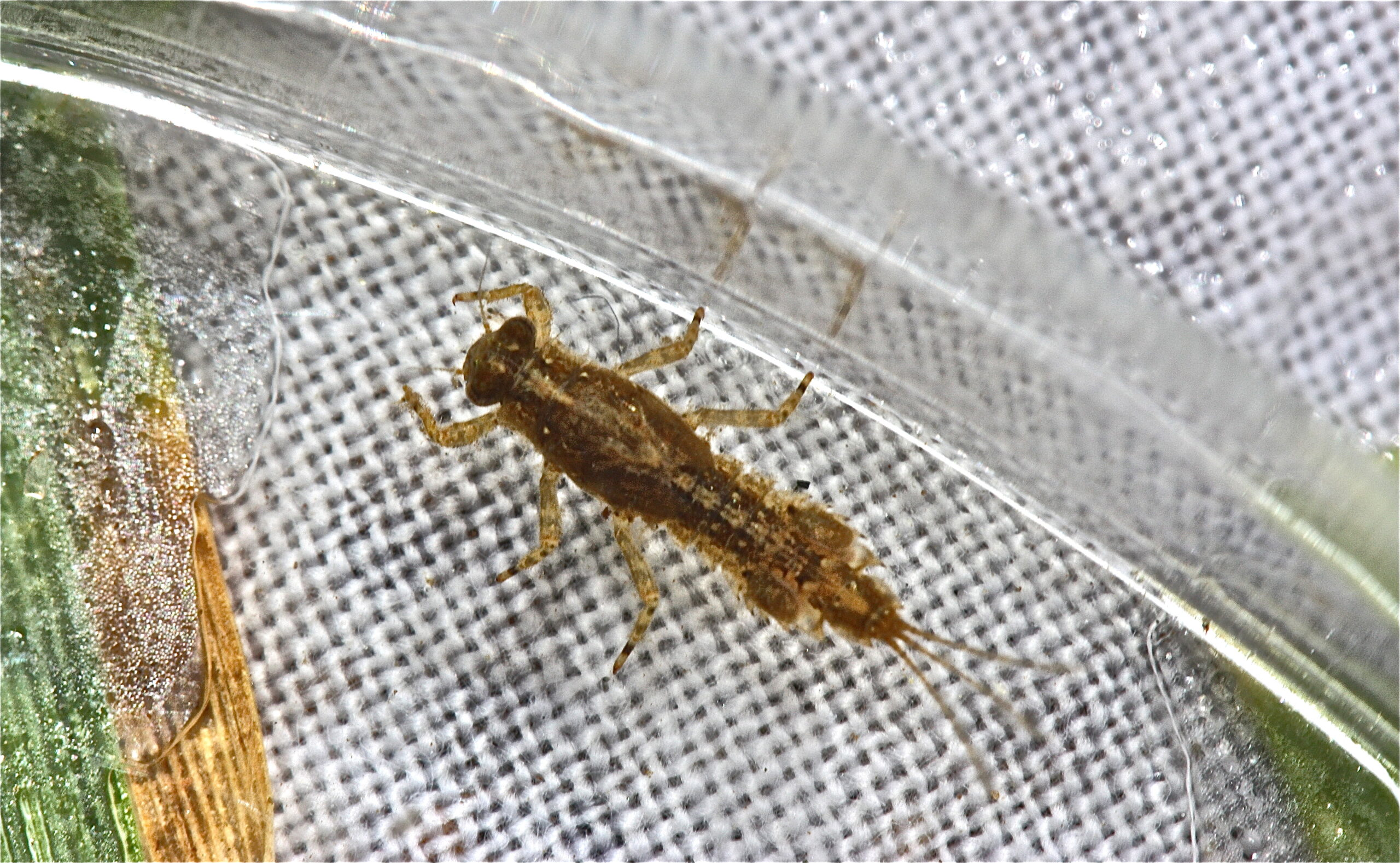 Eurylophella verisimilis