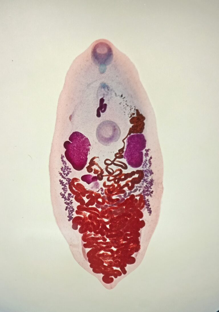Eurytrema pancreaticum