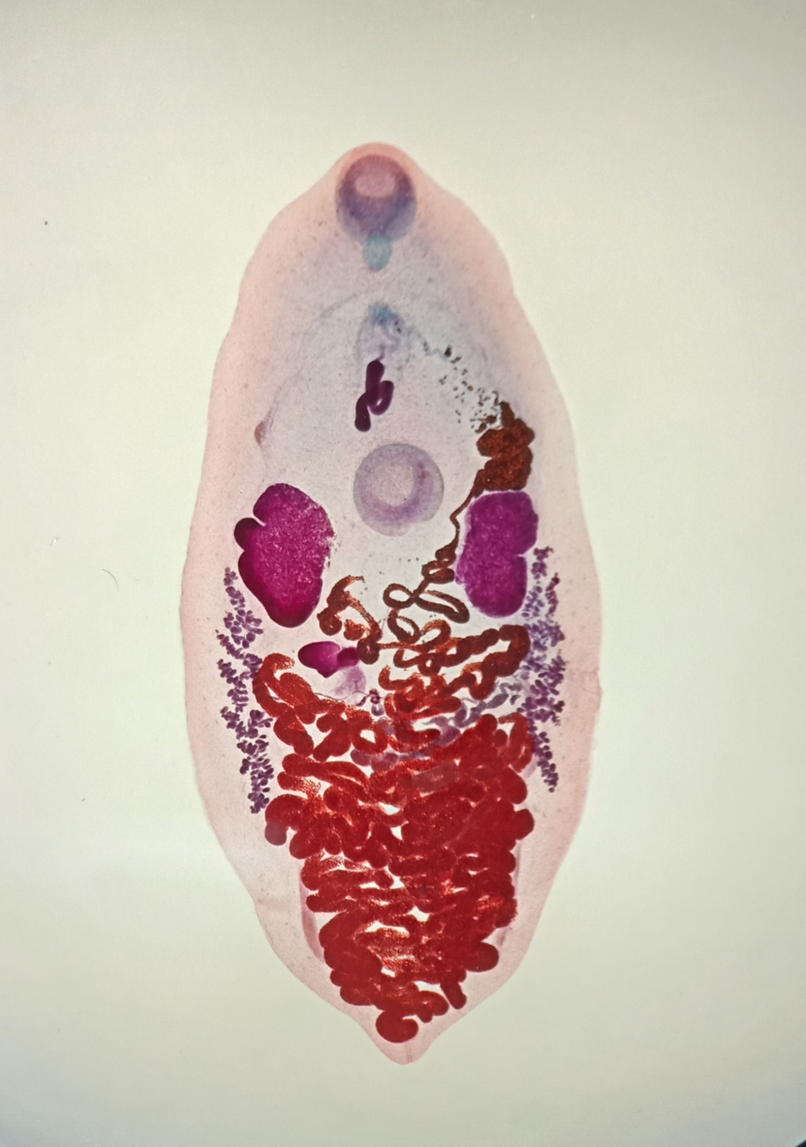 Eurytrema pancreaticum