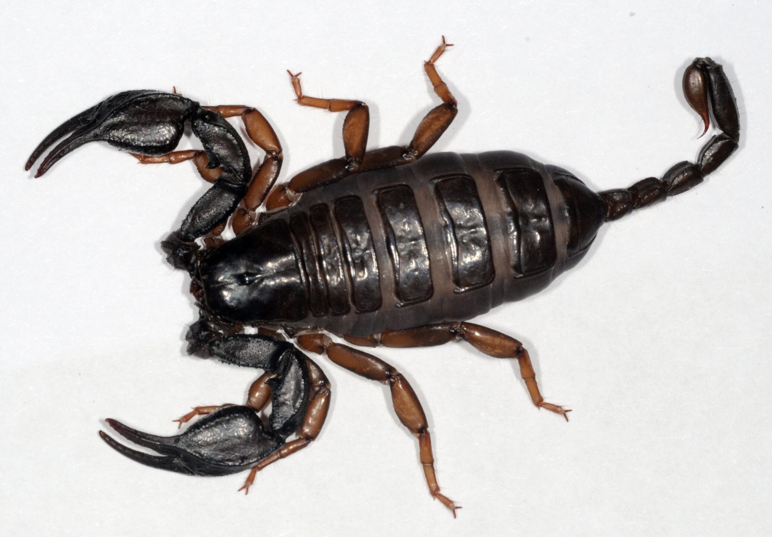 Euscorpius italicus (Euscorpius italicus)