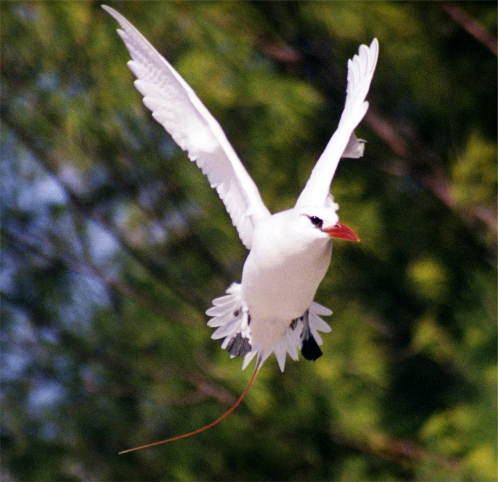 faeton červenoocasý (Phaethon rubricauda)