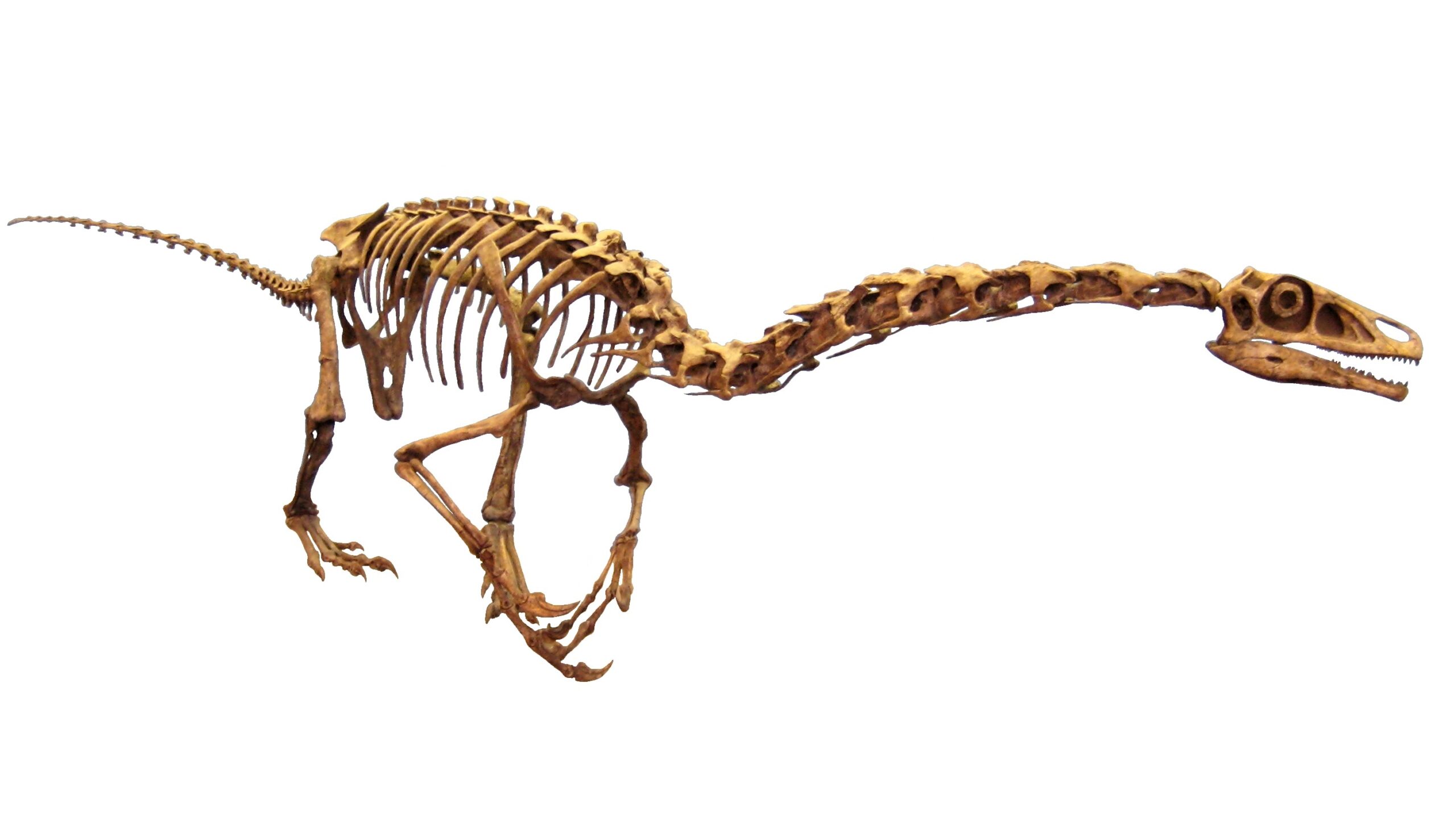 Falcarius