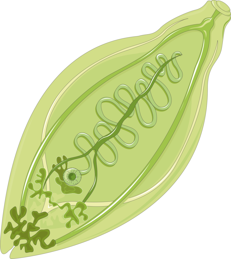 Fasciola hepatica
