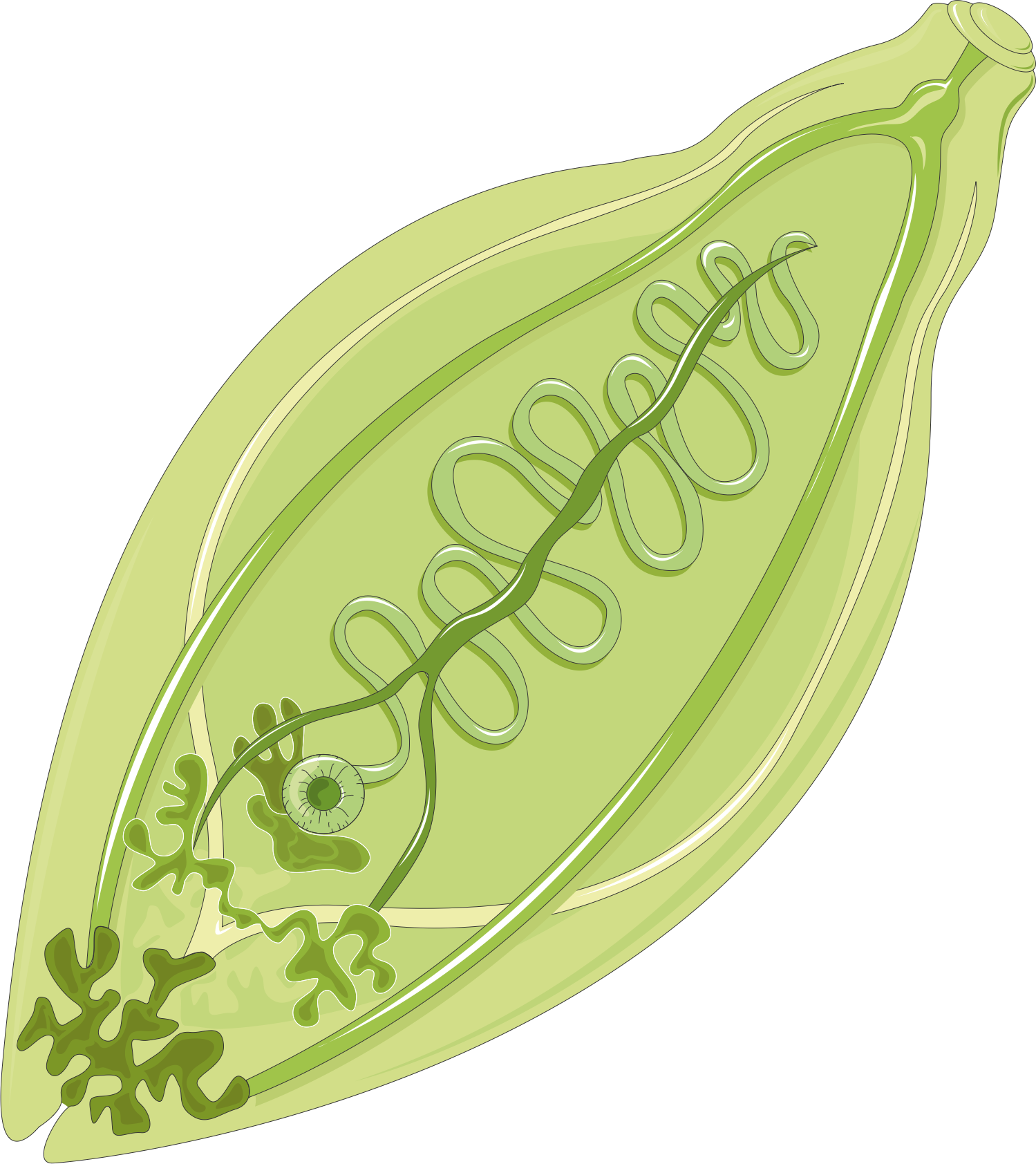 Fasciola hepatica