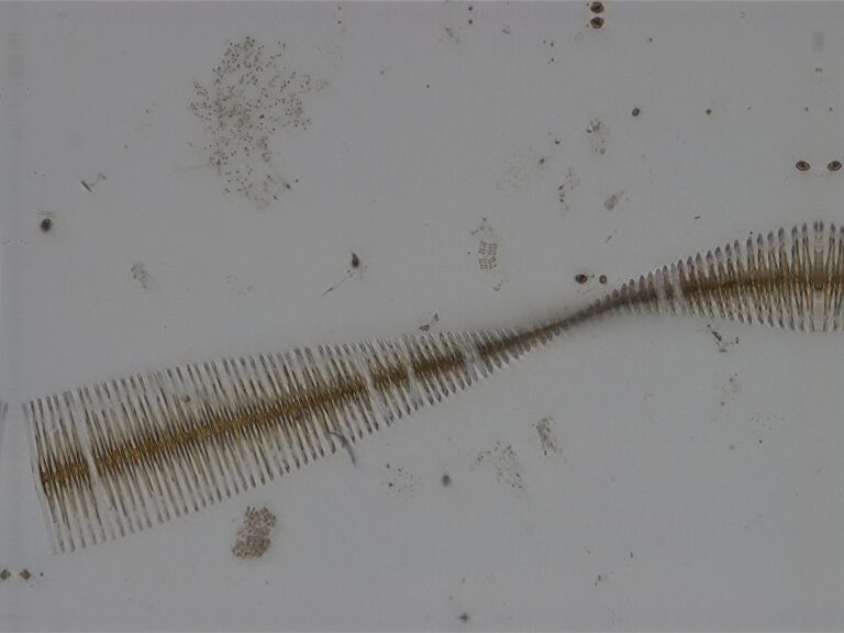 Fragilaria crotonensis