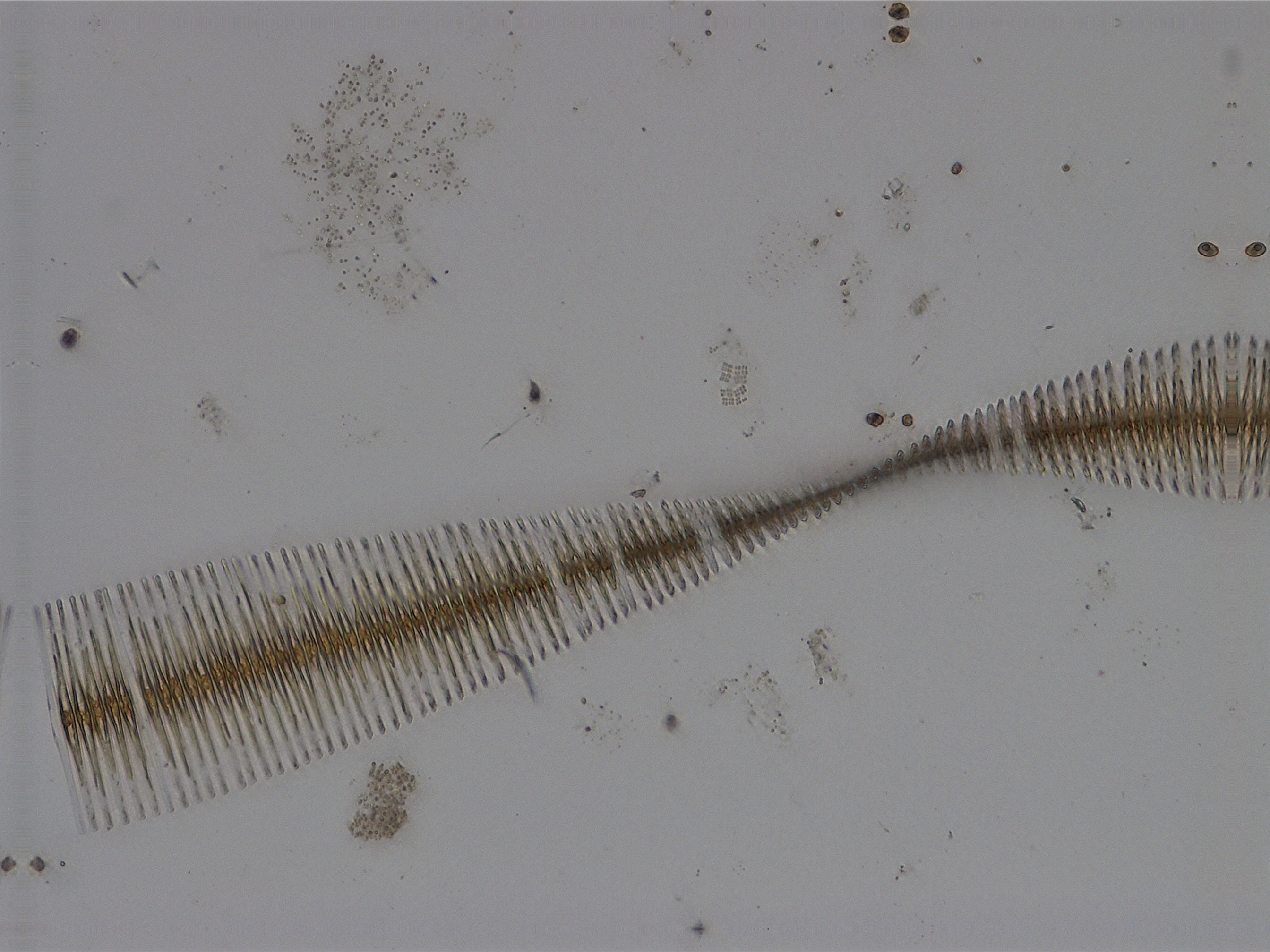 Fragilaria crotonensis