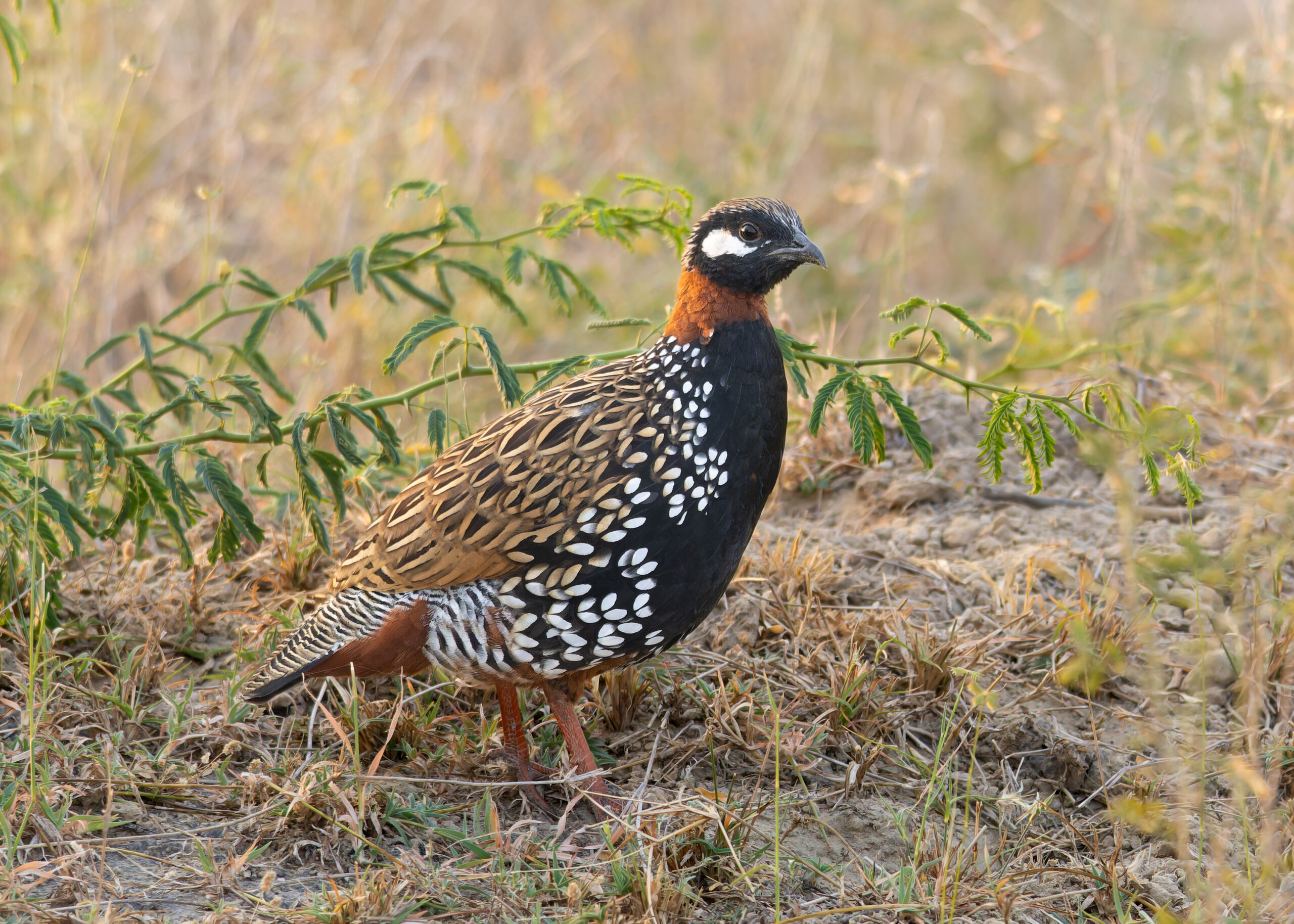 frankolín obecný (Francolinus francolinus)