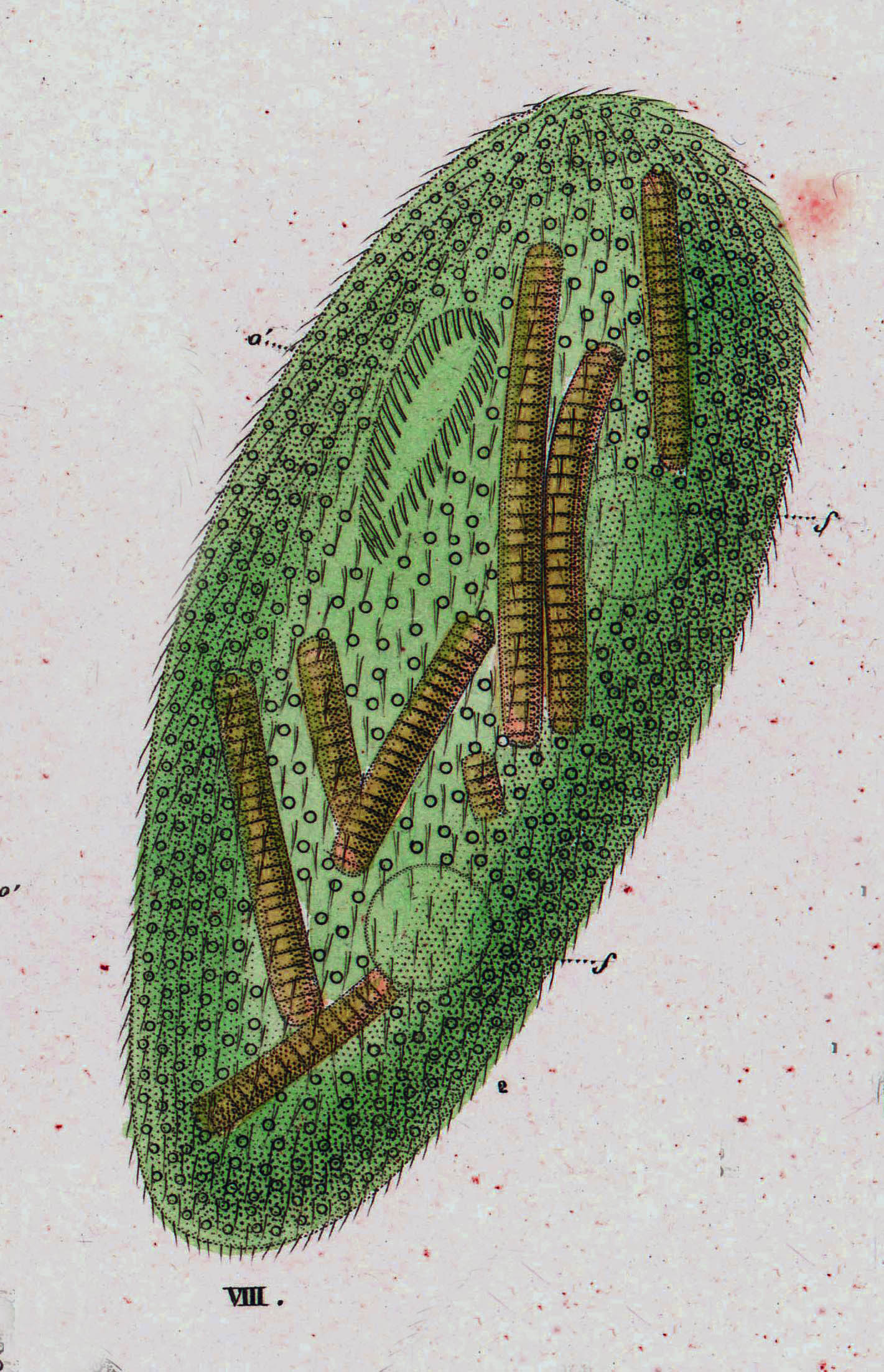 Frontonia vernalis