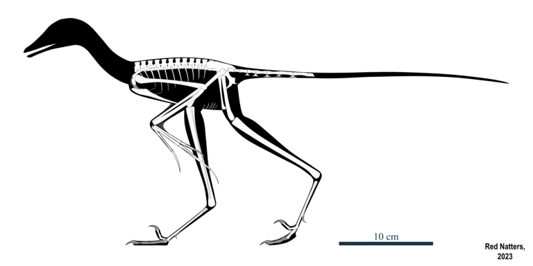 Fujianvenator
