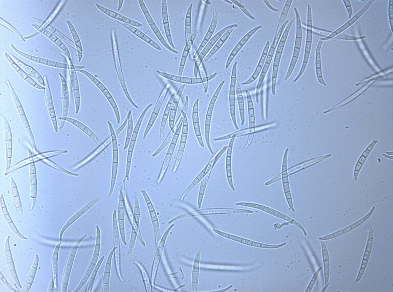 Fusarium avenaceum