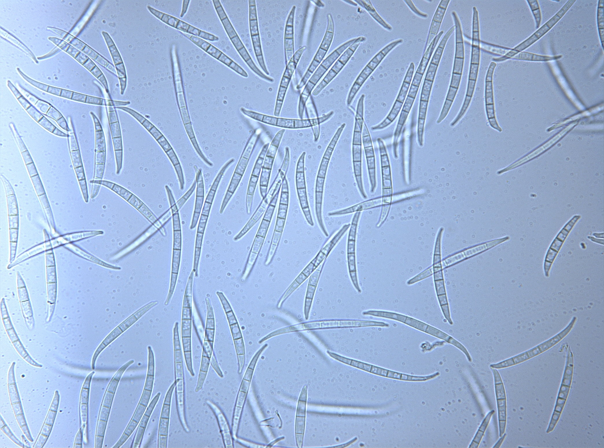 Fusarium avenaceum