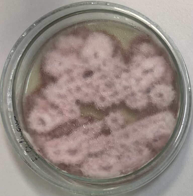 Fusarium culmorum