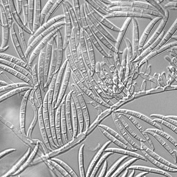 Fusarium graminearum