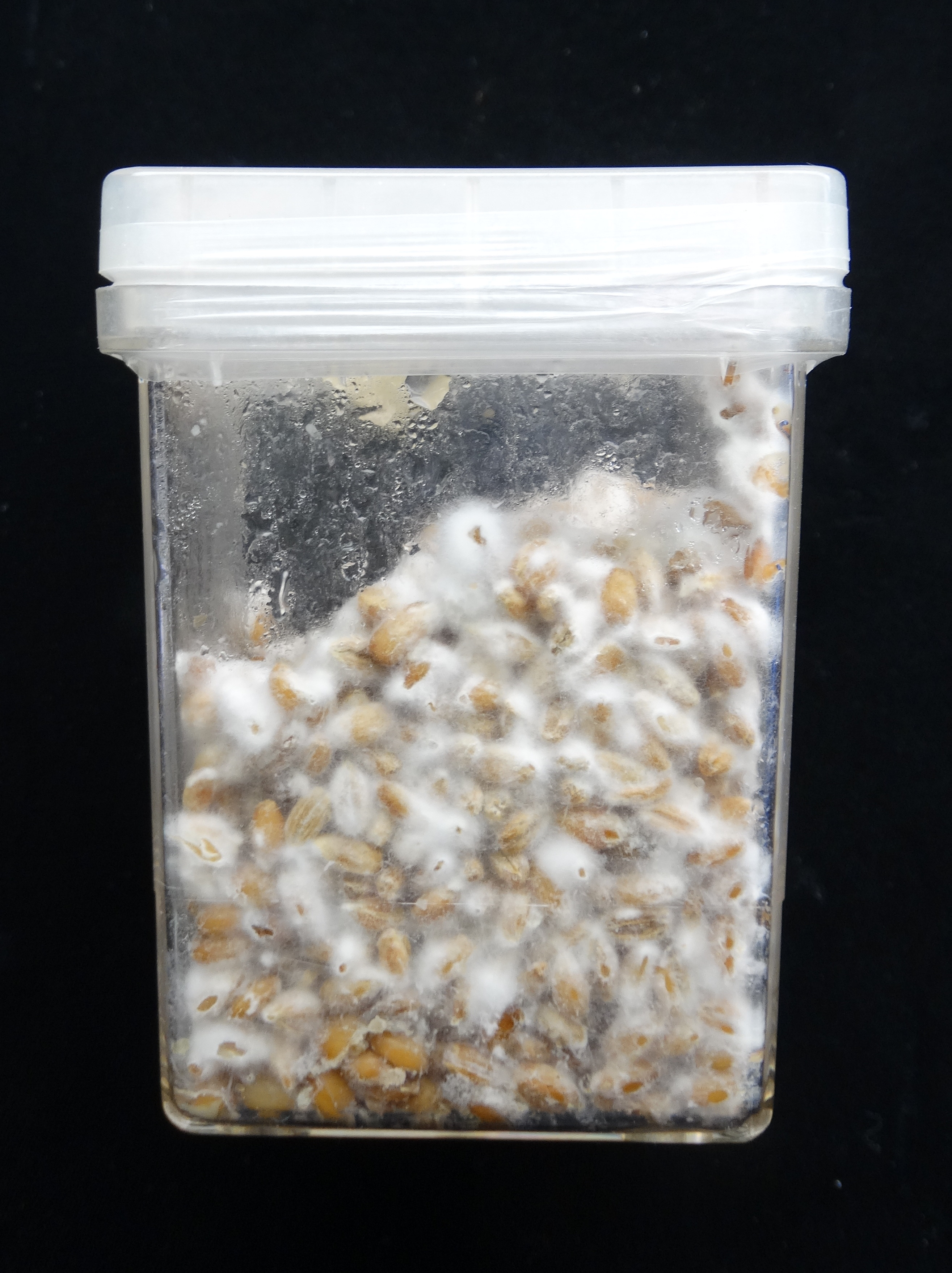 Fusarium oxysporum