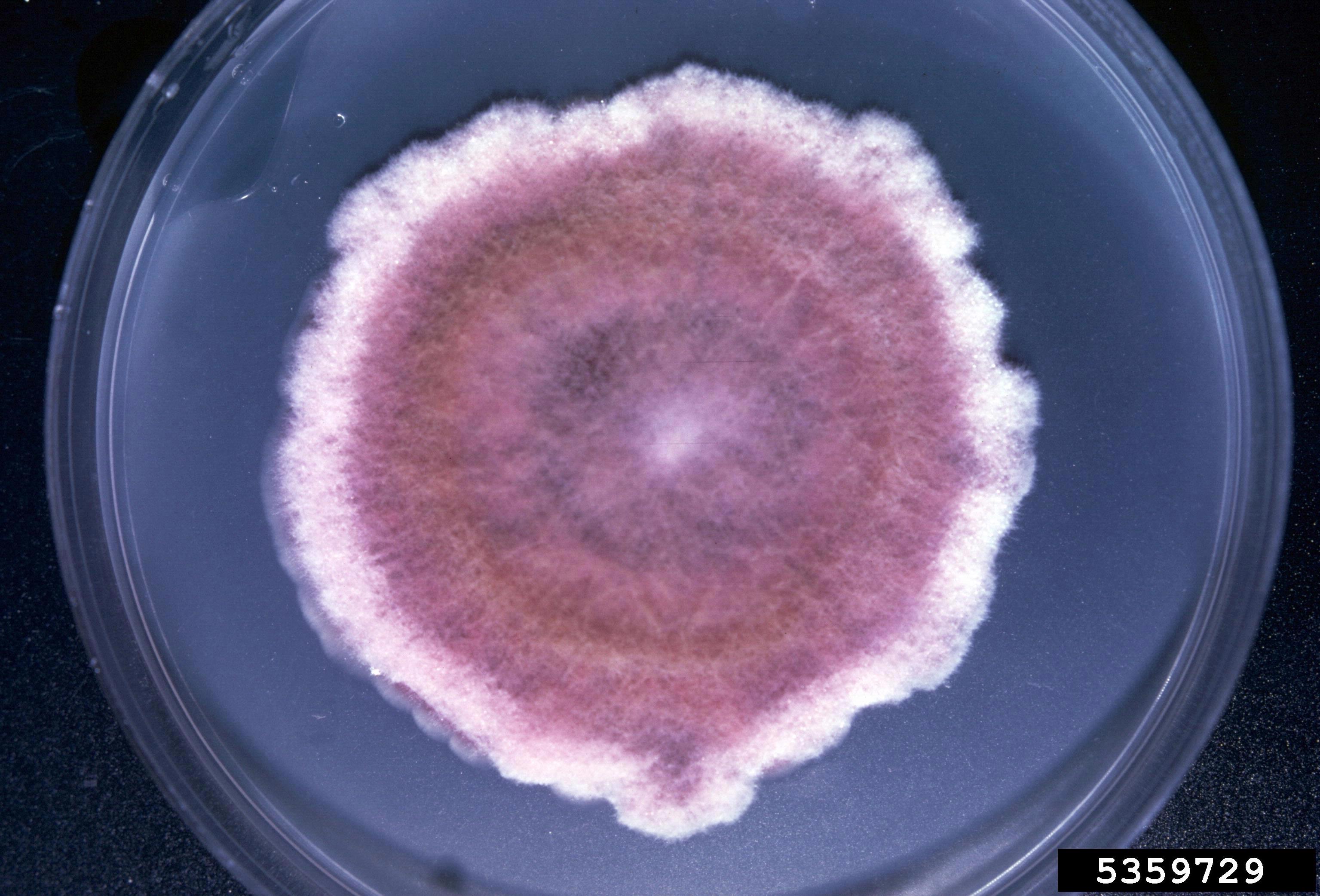 Fusarium poae