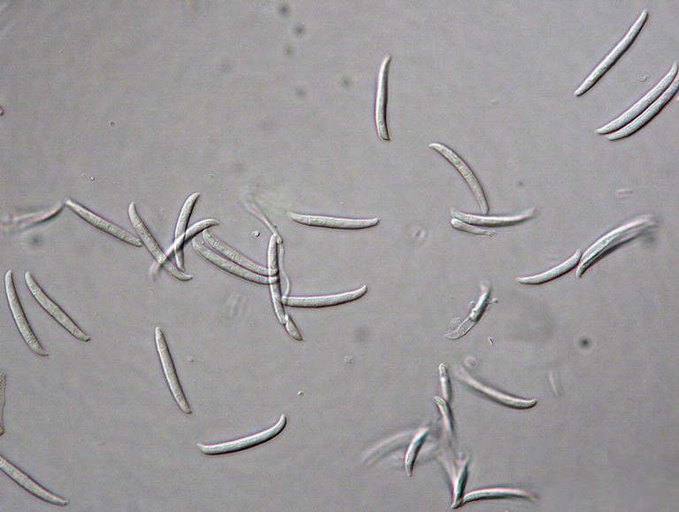 Fusarium solani