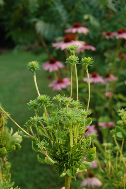 Fytoplazma (Phytoplasma)