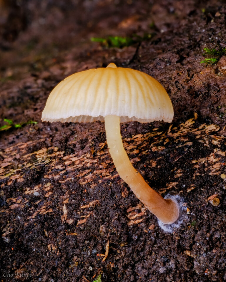Galerina sulciceps Galerina sulciceps