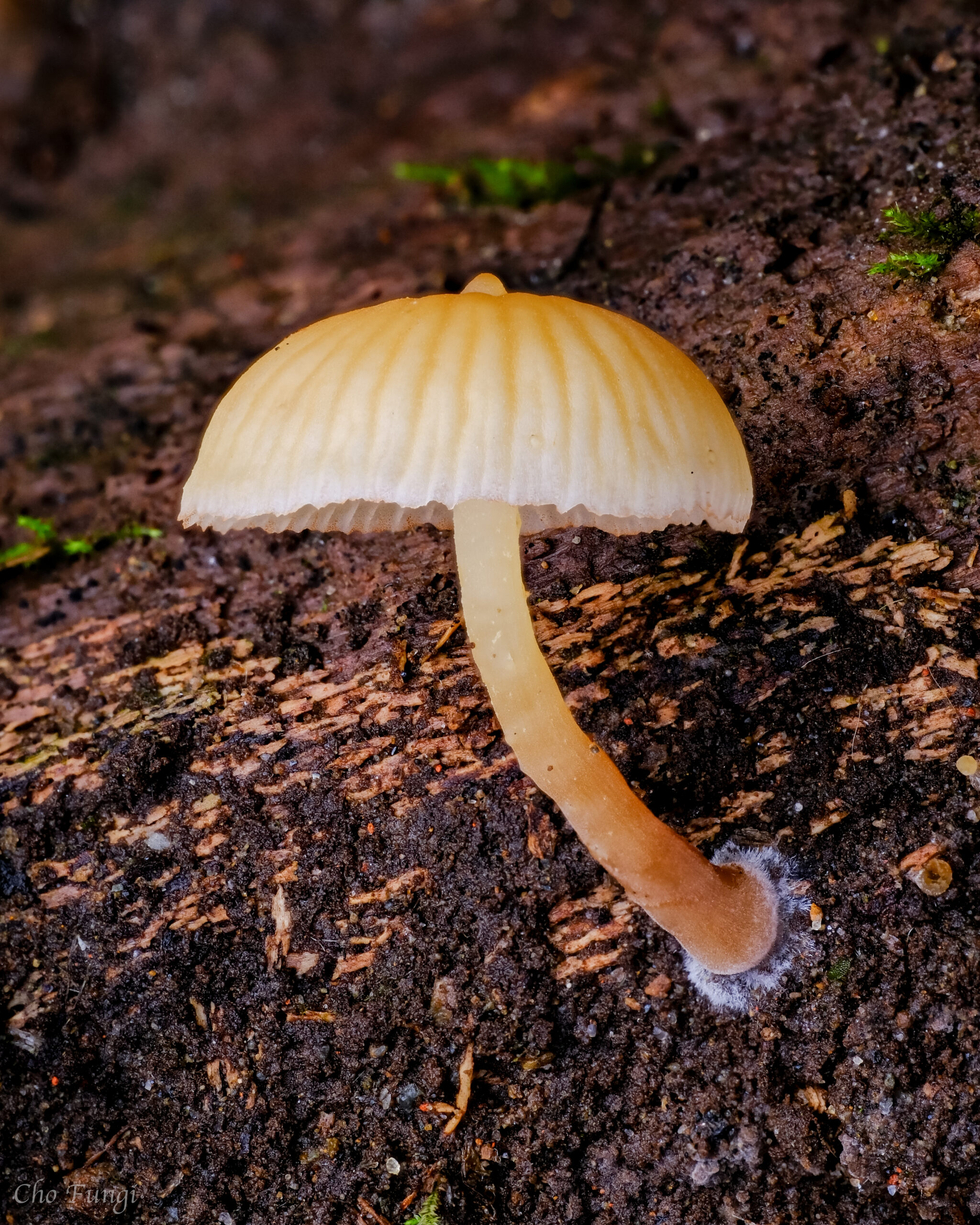 Galerina sulciceps