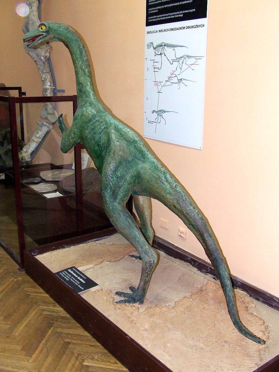 Gallimimus
