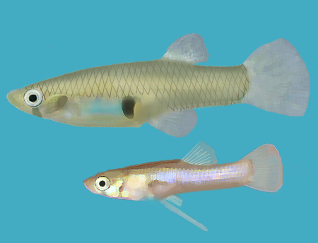 Gambusie Holbrookova (Gambusia holbrooki)