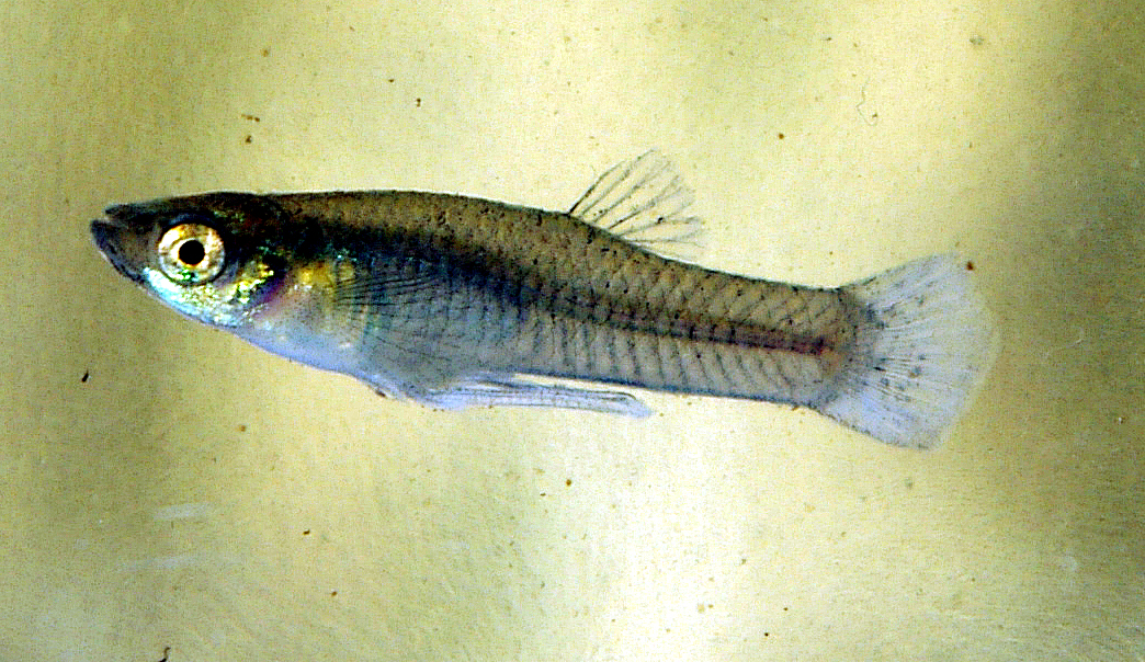 gambusie komáří (Gambusia affinis)