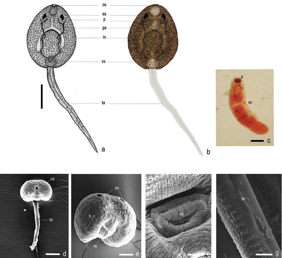 Gastrothylax crumenifer