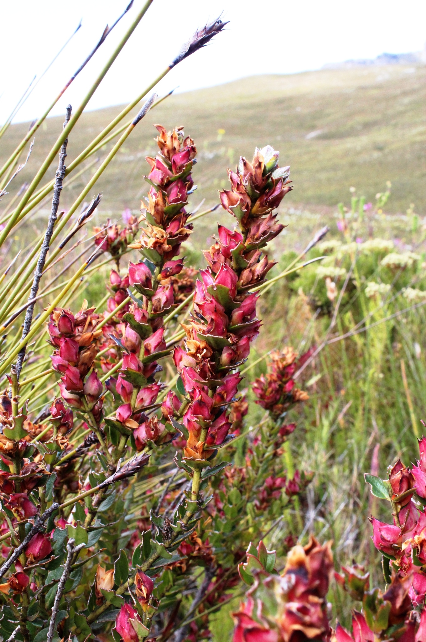 Geissoloma marginatum