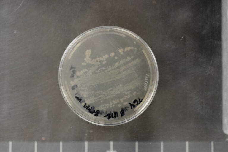 Geobacillus stearothermophilus
