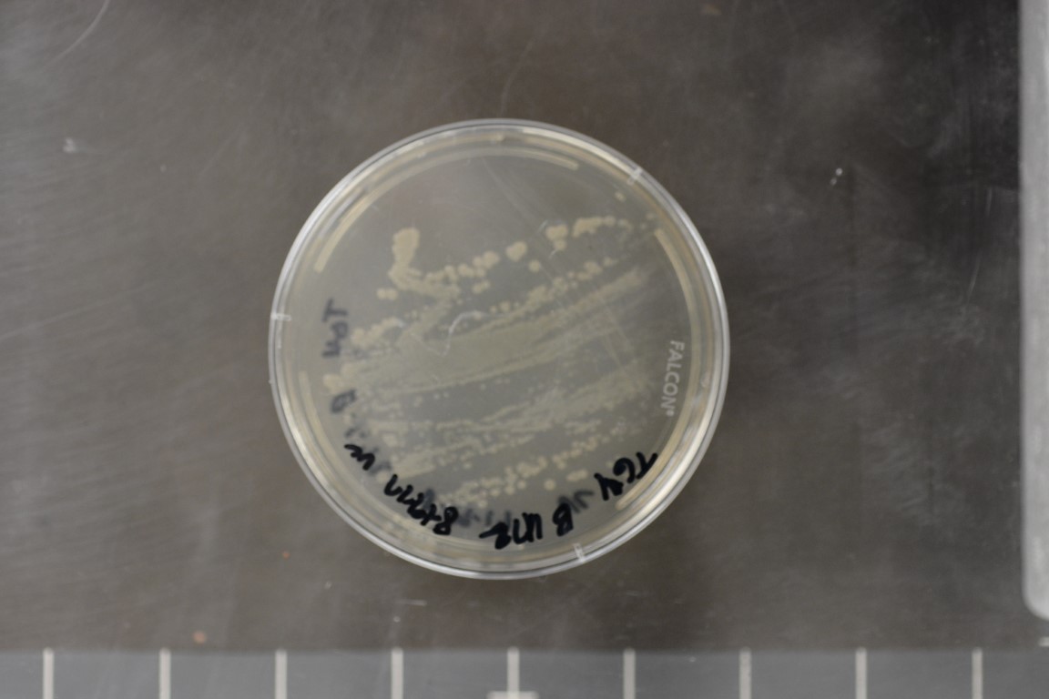 Geobacillus stearothermophilus