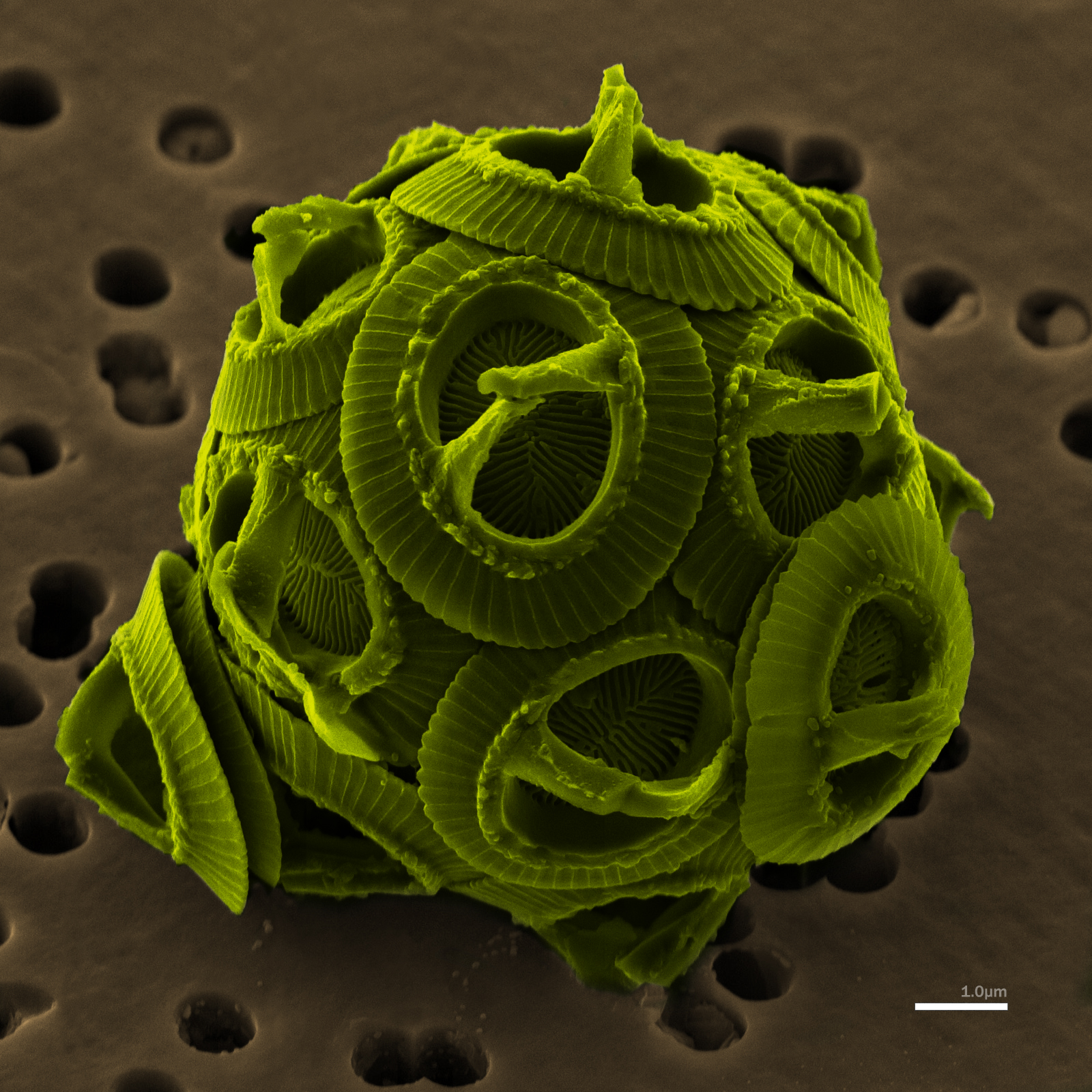 Gephyrocapsa oceanica