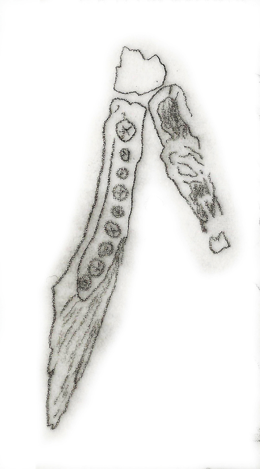 Geranosaurus