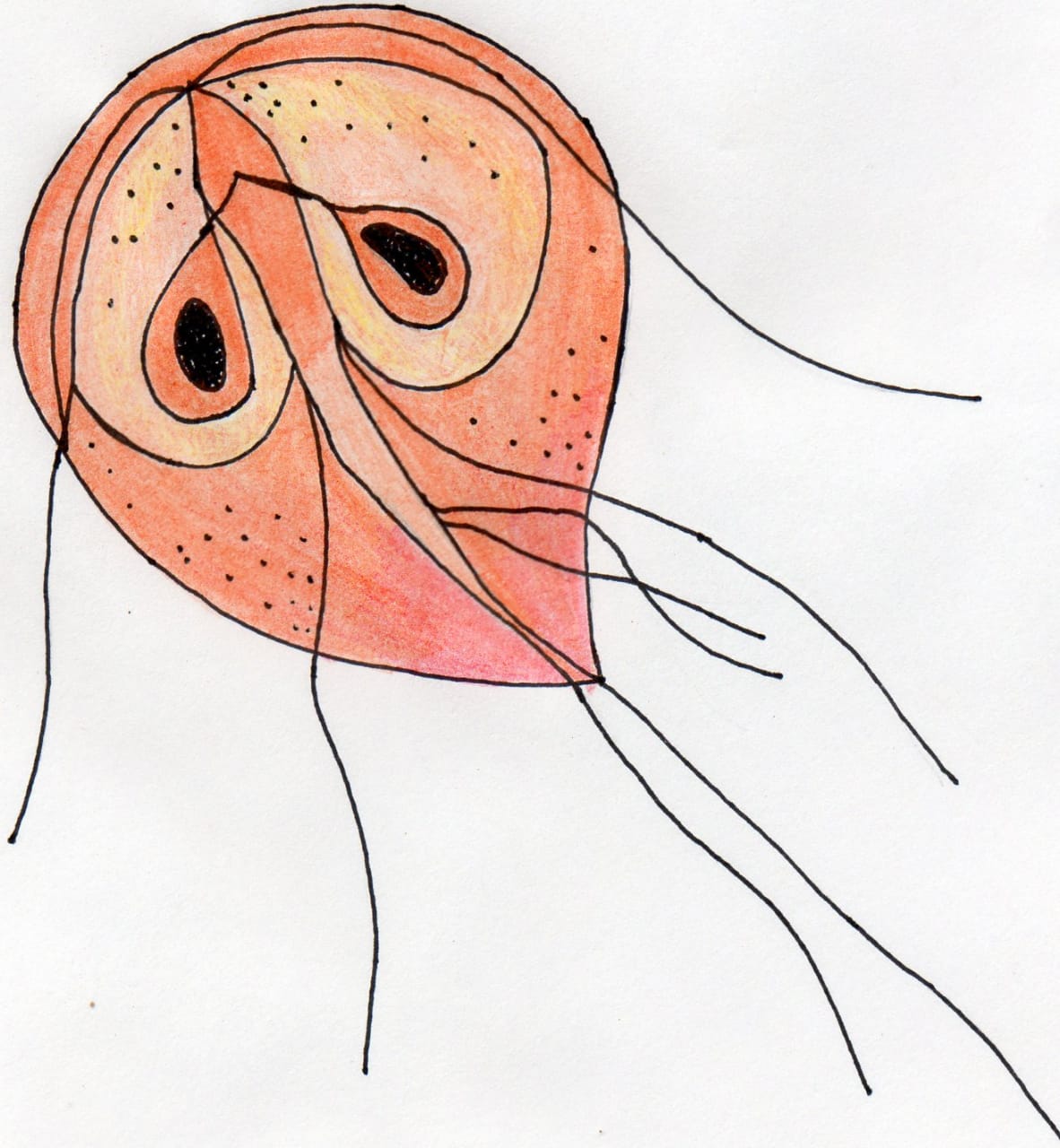 Giardia muris