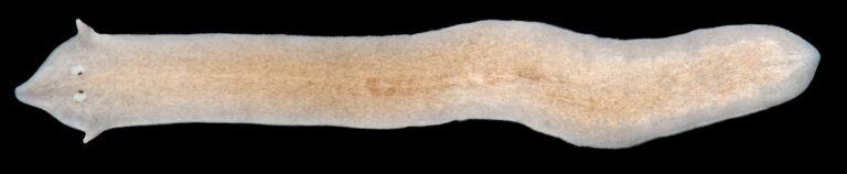 Girardia dorotocephala