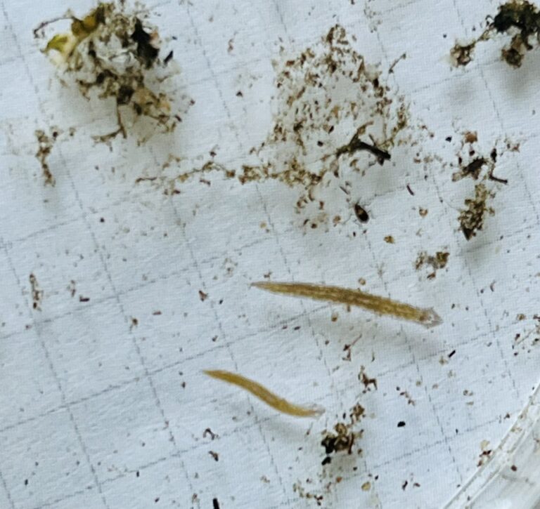 Girardia tigrina Girardia tigrina