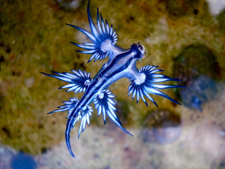 glaukus atlantský glaukus atlantský (Glaucus atlanticus)
